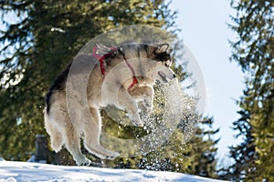 Malamute in winter mountains