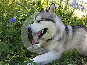 Malamutes dogs.