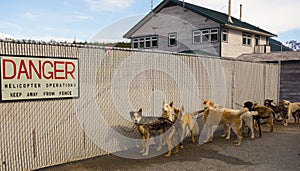 Malamutes waiting to be loaded onto a helicopter in alaska