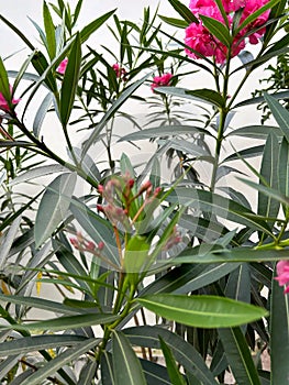 blurred pink nerium oleander flower plant in bloom and some unopened flower buds with green lanceolate leaves