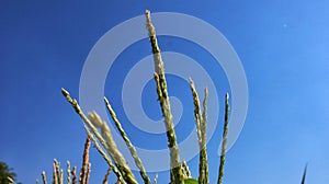 Malang, Indonesia.The blue sky background combines with tree branches.