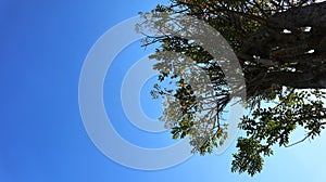 Malang, Indonesia.The blue sky background combines with tree branches.