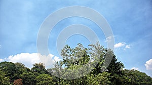 Malang, Indonesia.The blue sky background combines with tree branches.