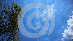 Malang, Indonesia.The blue sky background combines with tree branches.