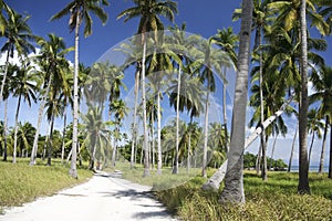 Malapascua island sandy roads palm trees philippines photo