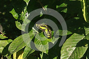 Malaquita Butterfly photo