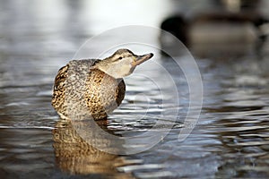 Malard ducks in water blur