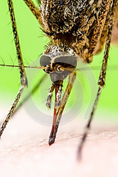 Malaria Infected Mosquito Bite on Green Background. Leishmaniasis, Encephalitis, Yellow Fever, Dengue, Malaria Disease, Mayaro or photo