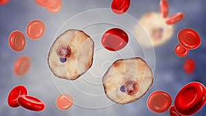 The malaria-infected red blood cell