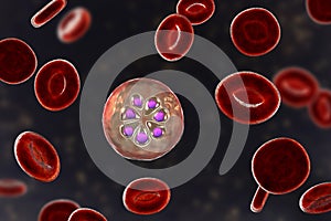 The malaria-infected red blood cell