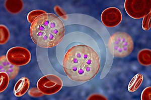 The malaria-infected red blood cell