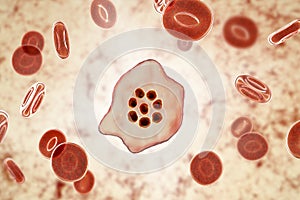 The malaria-infected red blood cell