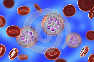 The malaria-infected red blood cell