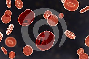 The malaria-infected red blood cells