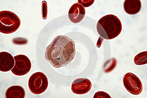 The malaria-infected red blood cells