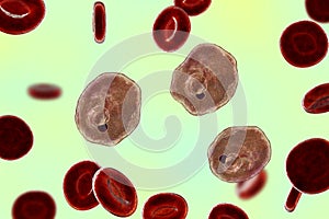 The malaria-infected red blood cells