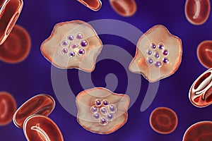 The malaria-infected red blood cells