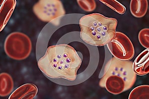 The malaria-infected red blood cells