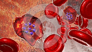 The malaria-infected red blood cells