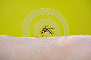 Malaria Infectious Mosquito Bite on Green Background. Leishmaniasis, Encephalitis, Yellow Fever, Dengue, Malaria Disease, Mayaro