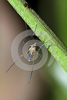 Malaria mosquito