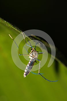 Malaria mosquito photo