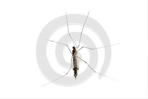 Malaria Mosquito Anopheles isolated on white background
