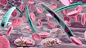 Malaria pathogen causing malaria illness and blood cells into blood circulation