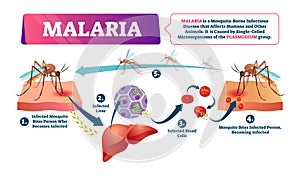 Malaria vector illustration. Mosquito bite blood infected disease