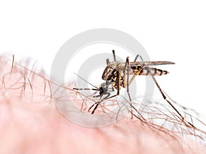 Malaria or Zika Virus Infected Mosquito Bite Isolated on White
