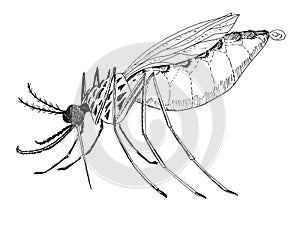 Malarial anopheles mosquito. Drawing image.