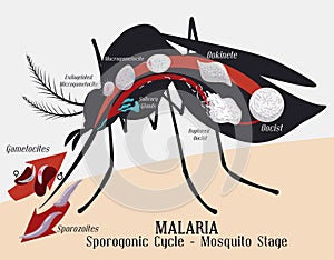 Malarian Plasmodium Life Cycle: Mosquito Infection, Vector Illustration