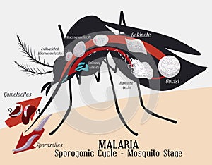 Malarian Plasmodium Life Cycle: Mosquito Infection, Vector Illustration photo