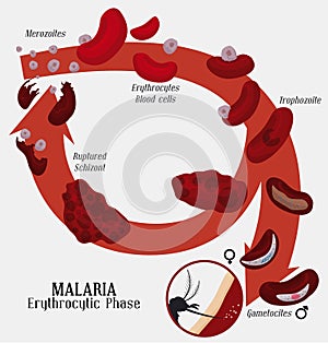 Malarian Plasmodium Life Cycle: Red Blood Cells Infection, Vector Illustration