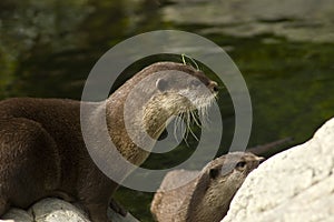 Malasian short clawed Otter