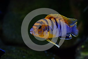 African Malawi cichlid aquarium fish freshwater photo