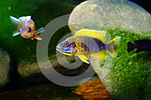 Malawi cichlid aquarium fish freshwater