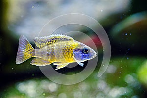 Malawi cichlid Aulonocara aquarium fish freshwater