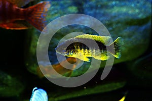 Malawi cichlid Aulonocara aquarium fish freshwater