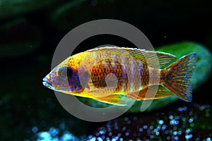 Malawi cichlid Aulonocara aquarium fish freshwater