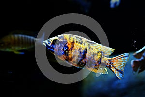 Malawi cichlid Aulonocara OB aquarium fish
