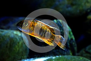 Malawi cichlid Aulonocara sp aquarium fish