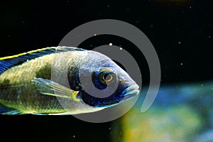 Malawi cichlid Azureus aquarium fish freshwater