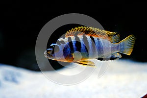 Malawi cichlid Labidochromis Hongi Sweden aquarium fish photo