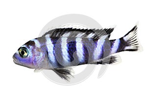 Malawi Cichlid Pseudotropheus demasoni tropical aquarium fish isolated