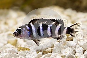 Malawi Cichlid Pseudotropheus demasoni tropical aquarium fish isolated