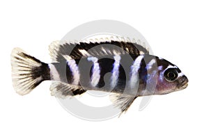 Malawi Cichlid Pseudotropheus demasoni tropical aquarium fish isolated