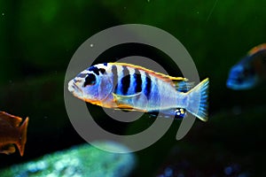 Malawi cichlid Pseudotropheus hongi sweden aquarium fish freshwater