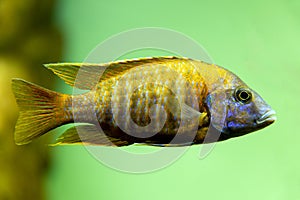 Malawi cichlids. Fish of the Labidochromis Hongi Kimpuma