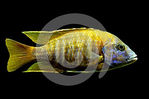 Malawi cichlids. Fish of Labidochromis Hongi sp. Kimpuma on black background photo